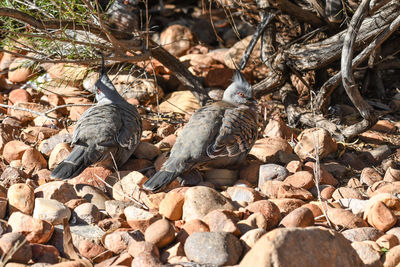 High angle view of birds on land