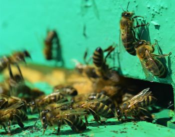 Close-up of insect on sea