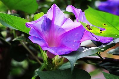 Close-up of purple flowers blooming outdoors