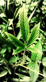 Close-up of green leaves