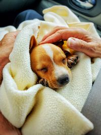 Close-up of hand holding dog