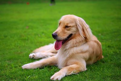 Close-up of dog sitting on grass