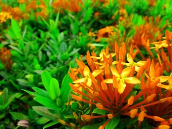 Close-up of orange flowering plants