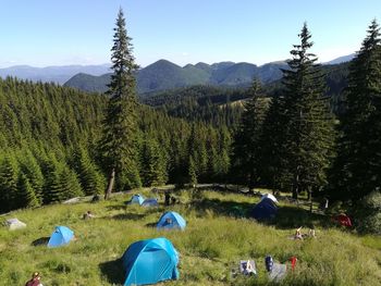 Scenic view of pine trees and mountains against sky