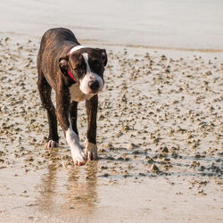 Dog standing on beach