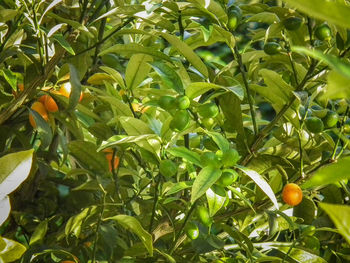 Close-up of fruits growing on tree