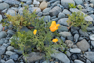 High angle view of flowering plants on rocks