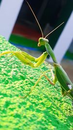 Close-up of insect on leaf