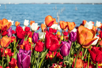 Close-up of red tulips