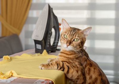 Funny red cat at home ironing a t-shirt on an ironing board.