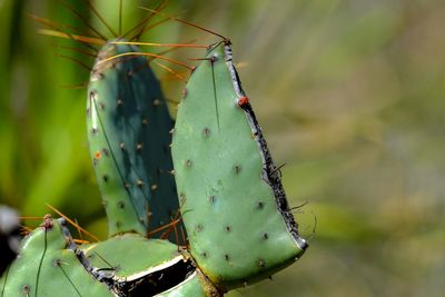 Close-up of insect on leaf