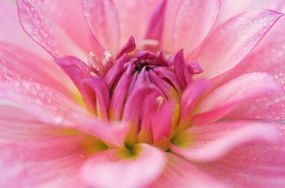 Macro shot of pink flower