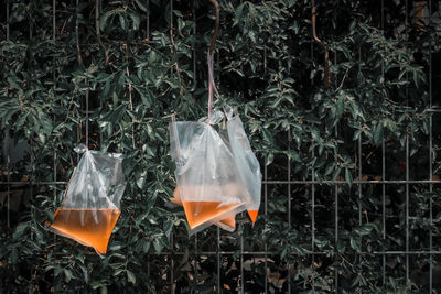 View of plastic bag attach to a fence