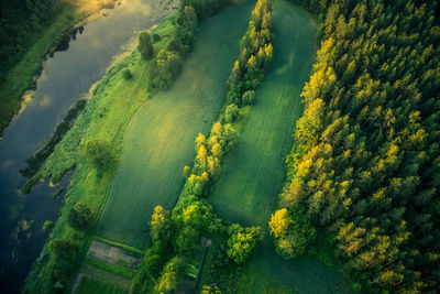 A beautiful view from the above to the forest in summer morning. aero photography of the wild woods.