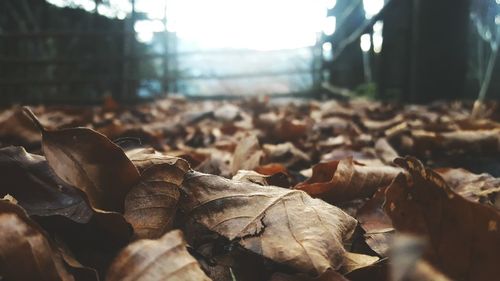 Close-up of dry autumn leaves