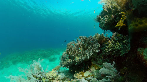 Tropical fish corals marine reef. underwater sea tropical life. tropical underwater sea fishes. 