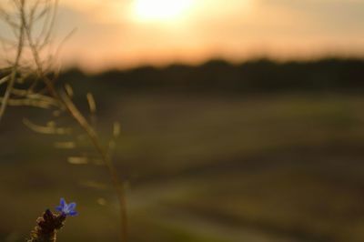 Close-up of flowers at sunset
