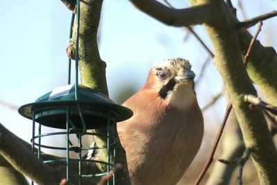 Low angle view of bird perching on feeder