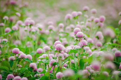 Close-up of purple flowering plants on field