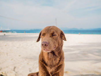 Dog looking away while standing on beach