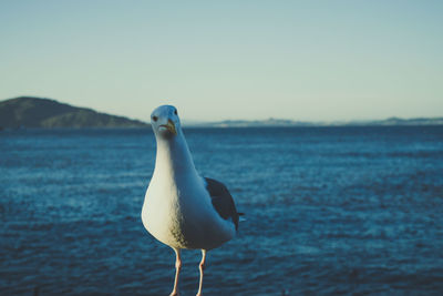 Seagull perching on a sea