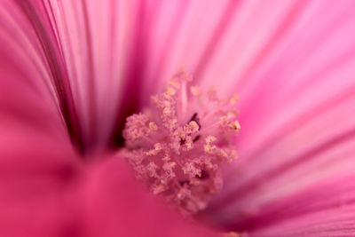 Close-up of pink flower