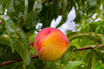 Close-up of peach on tree