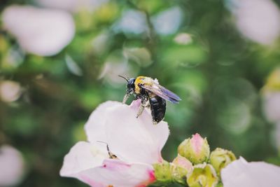 Close-up of bee on flower