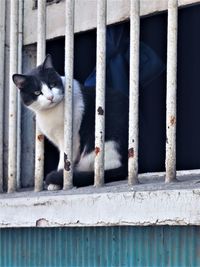 Close-up of cat