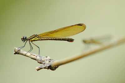 Close-up of dragonfly