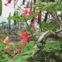 Close-up of red flowers blooming on tree