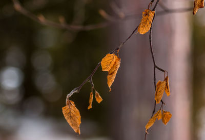 Close-up of dry leaves hanging on branch