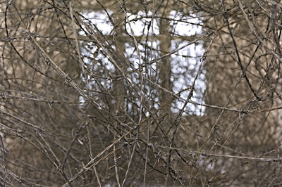 Close-up of bare trees in forest during winter
