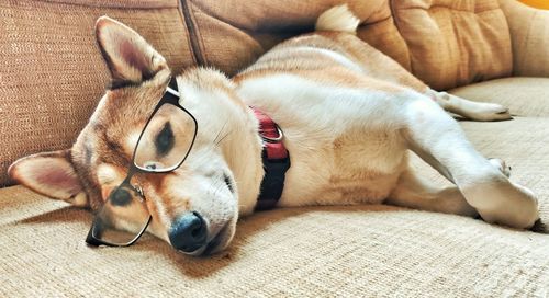 Portrait of dog relaxing at home