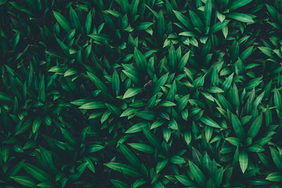 Full frame shot of fresh green plants