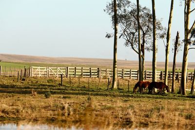 Horses grazing on field against sky