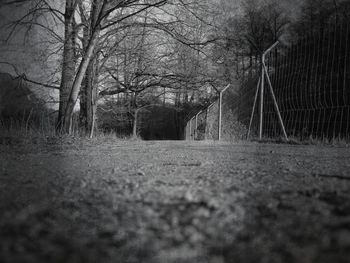 Surface level of road along trees