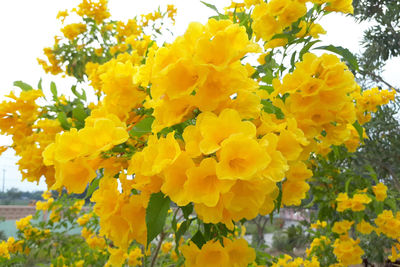 Close-up of yellow flowering plant