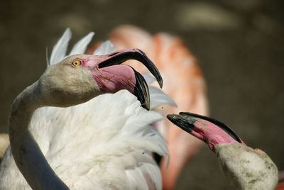 Close-up of bird