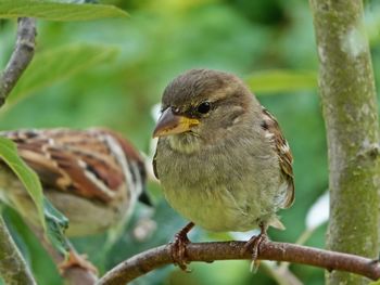 Close-up of bird perching on branch