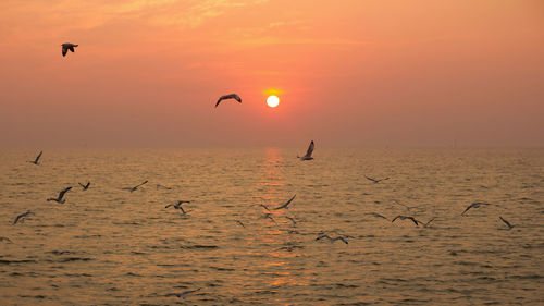 Seagulls flying over sea against sky during sunset