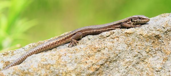 Close-up of lizard on rock