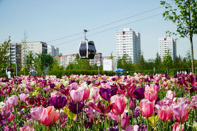 Close-up of pink flowers blooming in city against clear sky