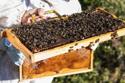 Crop anonymous beekeeper standing in apiary with honeycomb with many bees on sunny day