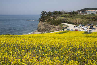 Yellow flowers growing on field by sea against sky