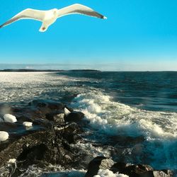 Low angle view of bird on beach against clear blue sky