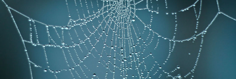 Close-up of water drops on spider web