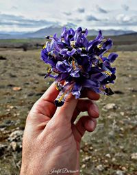 Close-up of hand holding flowers