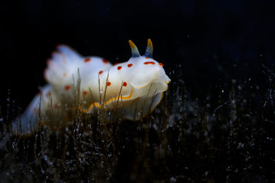 Close-up of fish underwater