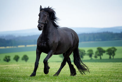 Horse in a field